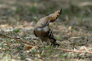 Common hoopoe (Eurasian hoopoe) on the ground