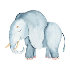 Watercolor cute Elephant with trunk. Hand drawn Safari illustration of wild animal isolated on a white background. For book, cards and prints.