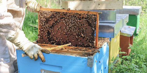 bees - The beekeeper is removing the honeycomb frame from the hive to check the situation....