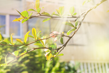 Spring in the city. Tree branch with fresh green leaves and blossom near residential area buildings