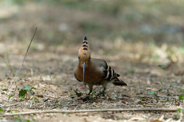 Common hoopoe (Eurasian hoopoe) on the ground
