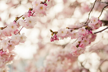 Zartes Frühlingslicht – Blühende Kirschblüten in Pastellrosa