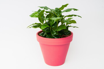 Green coffee arabica plant on pink clay pot.