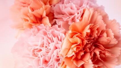 Pink and orange carnation flower petals. Blossom of dianthus caryohyllus plant.