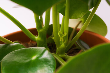 Green peperomia plant in clay terracotta orange pot. Close up, selective focus. Houseplants care.