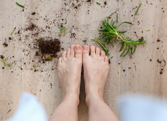 Woman's legs near crashed houseplant and soil at home. A movement disorder of nervous system symptom