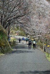 Obraz premium 桜の道