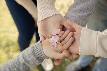 Familie im Frühling mit Kirschblüten