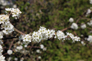 Closeup of a branch of sunlit Blackthorn blossom, Derbyshire England
