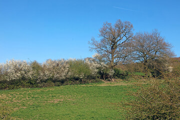 Hedge of Blackthorn trees in full bloom, Derbyshire England
