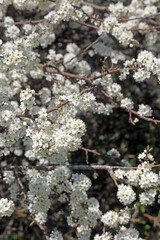 Profusion of sunlit Blackthorn blossom, Derbyshire England
