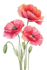 ポピーの花の水彩風イラスト　生成AI