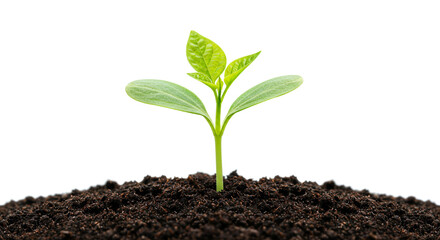 Fototapeta premium Tiny sprout emerging from rich soil a symbol of new life and growth against a bright white