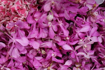 Purple flowers for the background