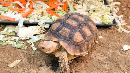 Turtles are animals that have shells to protect themselves from danger.