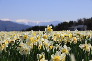 Obraz premium Golden Daffodils with the Central Alps in the Background – Nagano, Japan