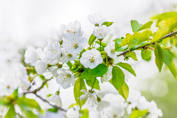 Spring cherry blossom branch with pure white flowers and fresh green leaves glowing in natural sunlight, creating a light, airy and uplifting floral composition perfect for seasonal themes