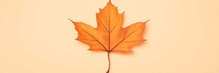 Fototapeta premium A soft orange maple leaf with subtle autumn tones, centered on a solid ivory background