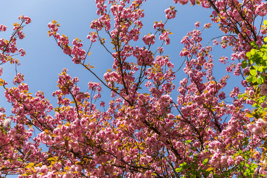 pink flowers against blue sky