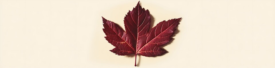 Obraz premium A bold crimson poplar leaf with soft shadows, centered on a solid cream background