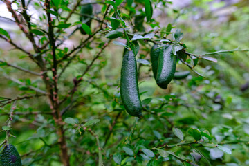 フィンガーライムの実がなる木