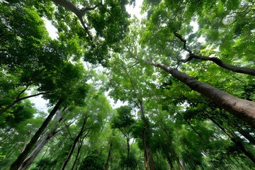 Obraz premium Lush Green Canopy in Dense Forest with Sunlight Filtering Through Leaves