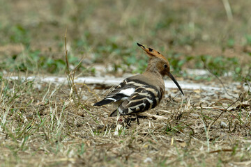 Common hoopoe (Eurasian hoopoe) on the ground