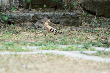 Common hoopoe (Eurasian hoopoe) on the ground © Bhutan Japan Nature