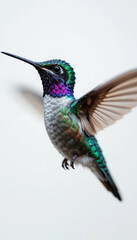 Fototapeta premium Vibrant Hummingbird in Flight with Colorful Plumage on White