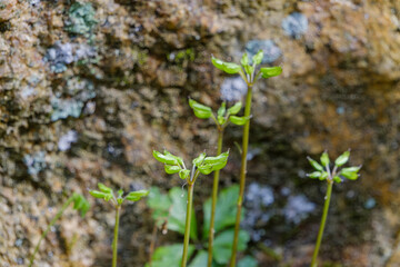 バイカオウレンの結実した姿