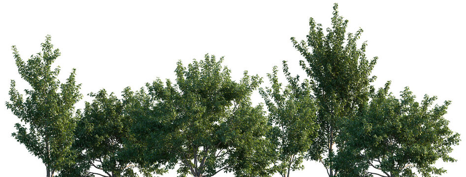 Set of Pithecellobium dulce (commonly known as Manila tamarind, Madras thorn, monkeypod tree or camachile) frontal street trees isolated png on a transparent background perfectly cutout