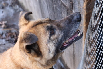 german shepherd dog is standing near the fence looking into the owner's eyes faithfully. close up macro portrait.