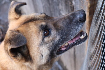 profile portrait of a german shepherd looking faithfully at the owner. dog is staring into the owner's eyes. 