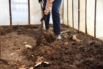 farmer working in a garden. a woman is digging a garden bed for planting. digging the ground with a shovel. working with a spade. 