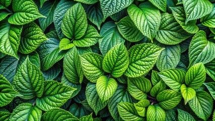 Fototapeta premium Fresh green leaves in a vibrant foliage pattern of spring with intricate details and textures, leafy greens, plant life