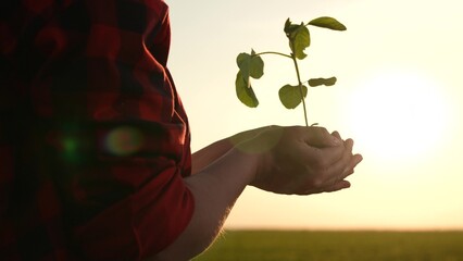 woman holds hands sprout seedling soil, hands woman farmer squeezes fertile fresh green sprout,...
