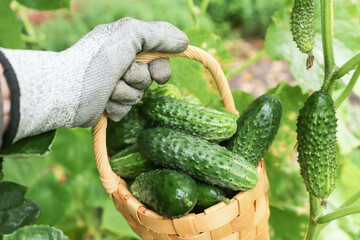Freshly harvested cucumbers vegetables in basket in farmer hand. Harvesting green organic cucumber harvest in garden