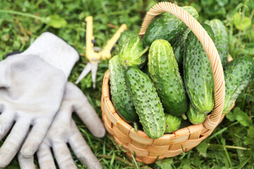 Freshly harvested cucumbers in basket on grass. Green organic cucumber harvest with gloves and scissors in garden