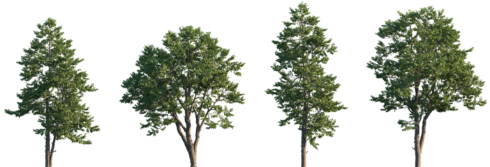 Set of Swida walteri (Cornus walteri, Walter's dogwood) frontal street trees isolated png on a transparent background perfectly cutout