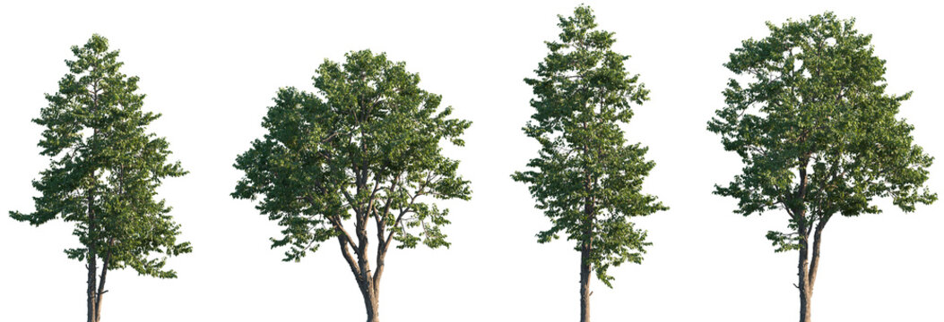 Fototapeta Set of Swida walteri (Cornus walteri, Walter's dogwood) frontal street trees isolated png on a transparent background perfectly cutout