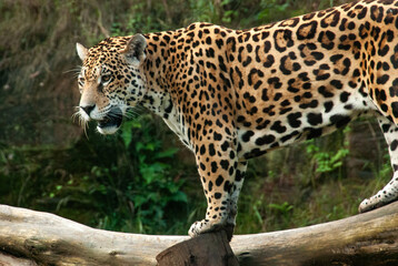 Jaguar in its natural habitat