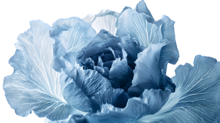 Fresh Cabbage Isolated on White Background for Healthy Eating and Cooking Concepts
