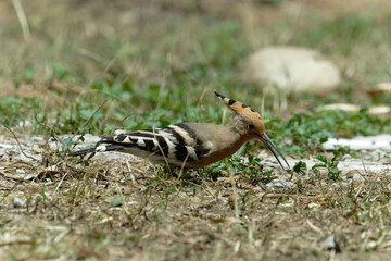 Common hoopoe (Eurasian hoopoe) eating earthworm