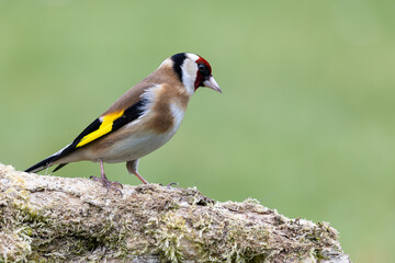 A close up of  single Goldfinch perched on a tree branch with a smooth cean background
