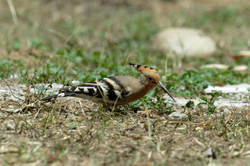 Common hoopoe (Eurasian hoopoe) eating earthworm