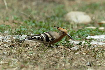 Common hoopoe (Eurasian hoopoe) eating earthworm
