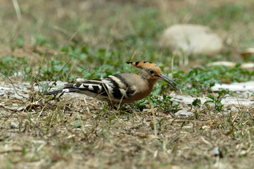 Common hoopoe (Eurasian hoopoe) eating earthworm