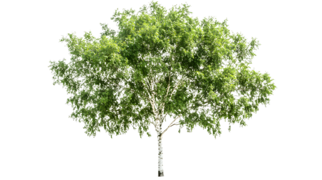 Vibrant Summer Birch Tree Isolated on White Background for Design Projects