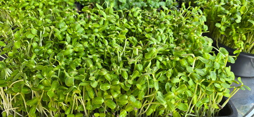 Organic Sunflower Sprouts (Helianthus annuus) Sunflower sprouts that have just sprouted from sunflower seeds for 1 week. Sunflower microgreen sprouts are rich in nutrients. Planted in black round pot
