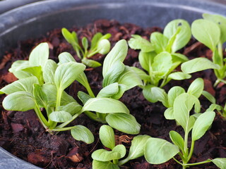 Immature seedlings of Pak Chai or Green Pakchoi. Cantonese Emperor vegetables grown in black pots. Idea of ​​growing vegetables at home. Vegetable that contains many nutrients. Cover with coconut husk